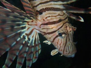 海中を優雅に舞うライオン「ミノカサゴ」