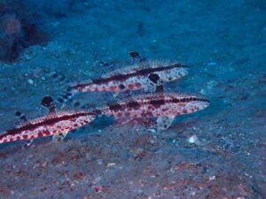 海底を歩くように泳ぐ「ヨメヒメジ」