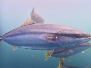 海を駆ける銀色に輝く回遊魚「ブリ」
