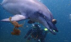 ダイビングを始めるきっかけは沢山ある❓