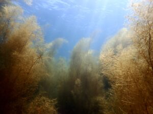 季節限定❓海の景色が一気に変わる！
